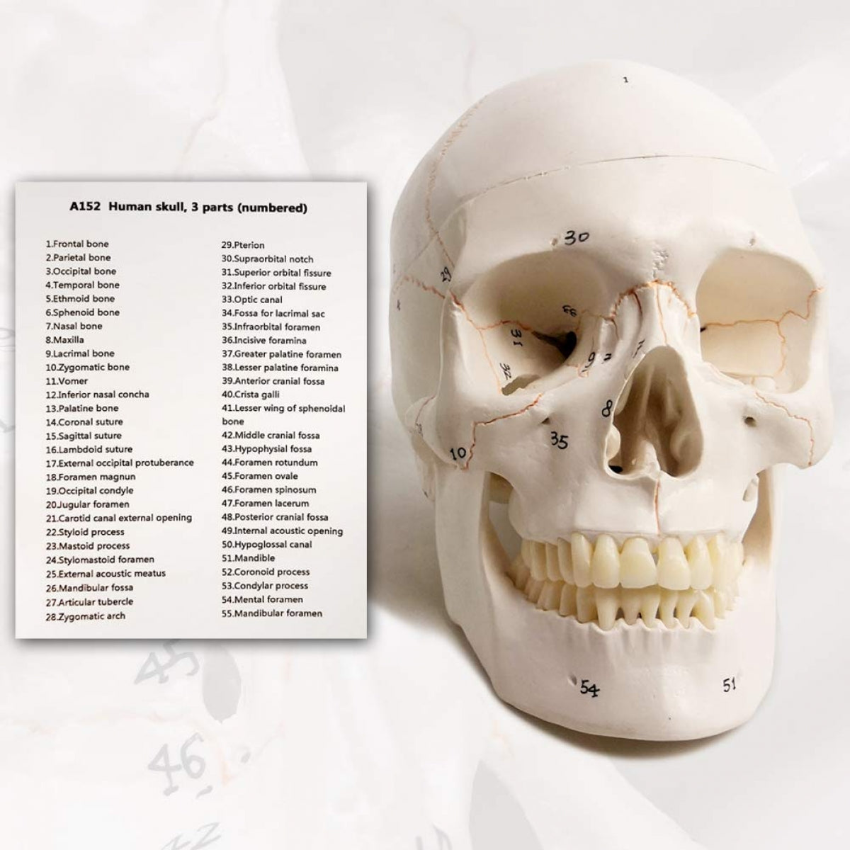 Human Skull Model - Life size (Numbered) with Highlighted Sutures And Study Manual