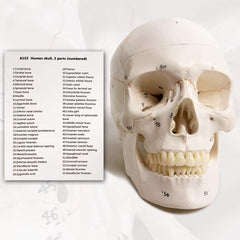 Human Skull Model - Life size (Numbered) with Highlighted Sutures And Study Manual