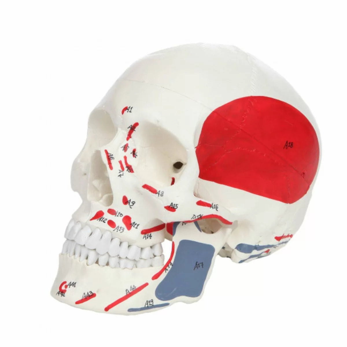 Human Skull Model With Painted Muscles Insertion & Origins - Life Size