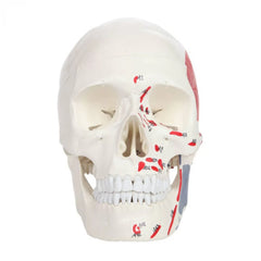 Human Skull Model With Painted Muscles Insertion & Origins - Life Size