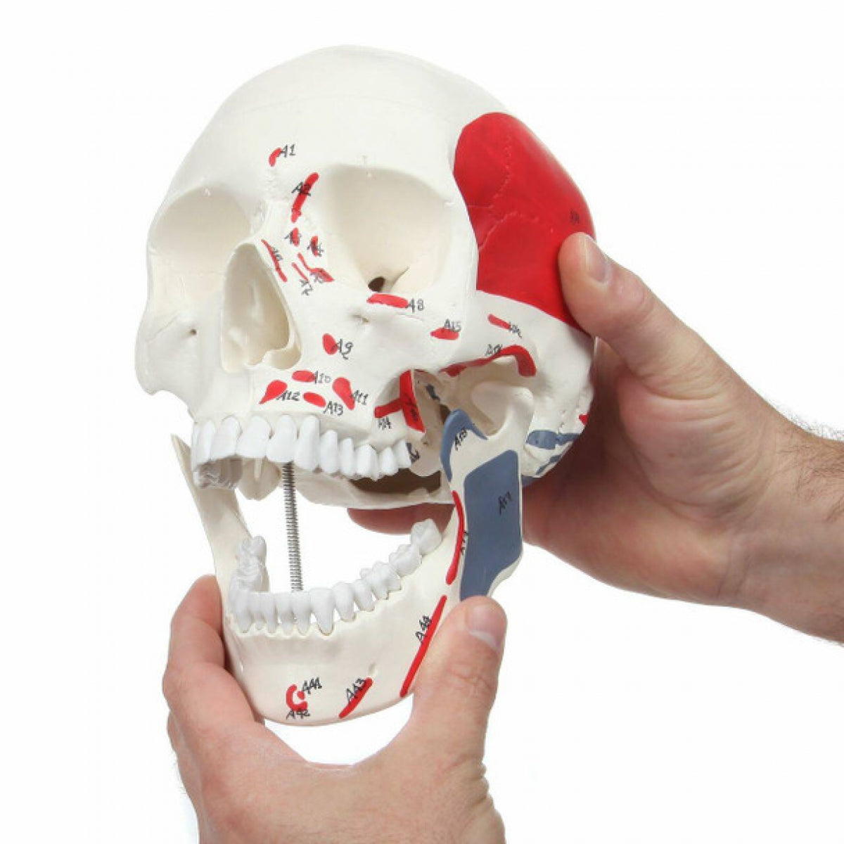 Human Skull Model With Painted Muscles Insertion & Origins - Life Size