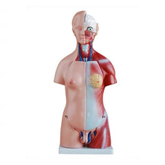 Human Torso Anatomical Model - 45cm Tall with 23 Removable Parts