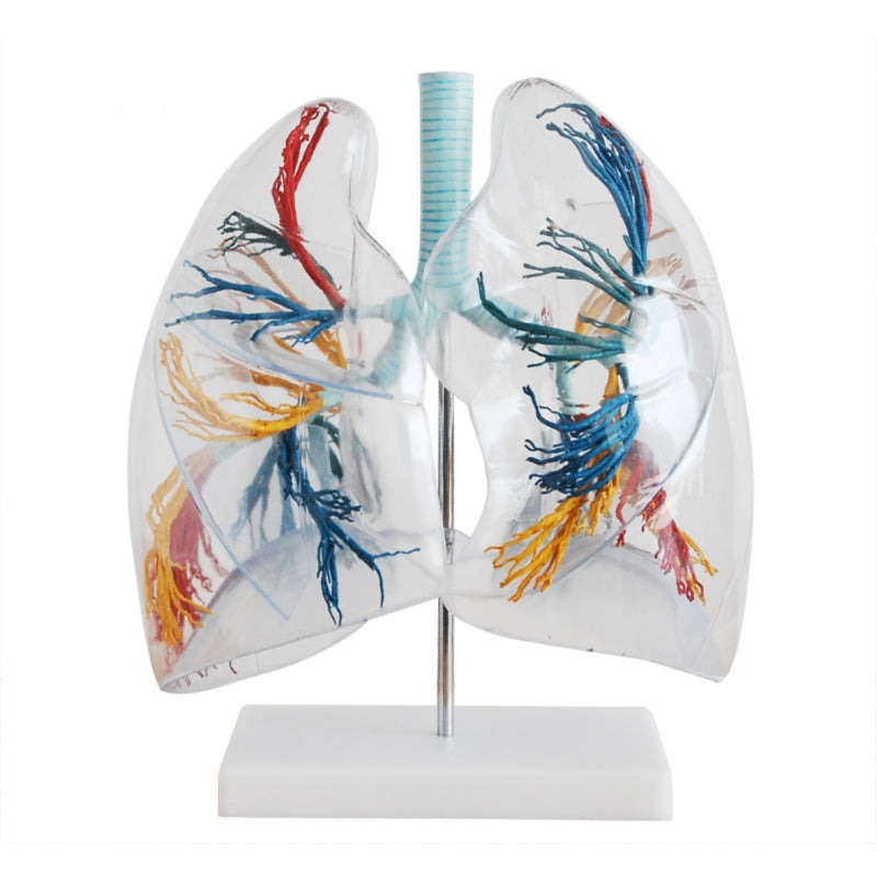 Transparent Lungs, Trachea & Bronchial Tree With Heart Model