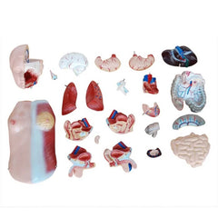 Human Torso Anatomical Model - 45cm Tall with 23 Removable Parts