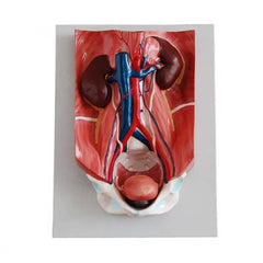 Urinary System Model - HomoSapiens