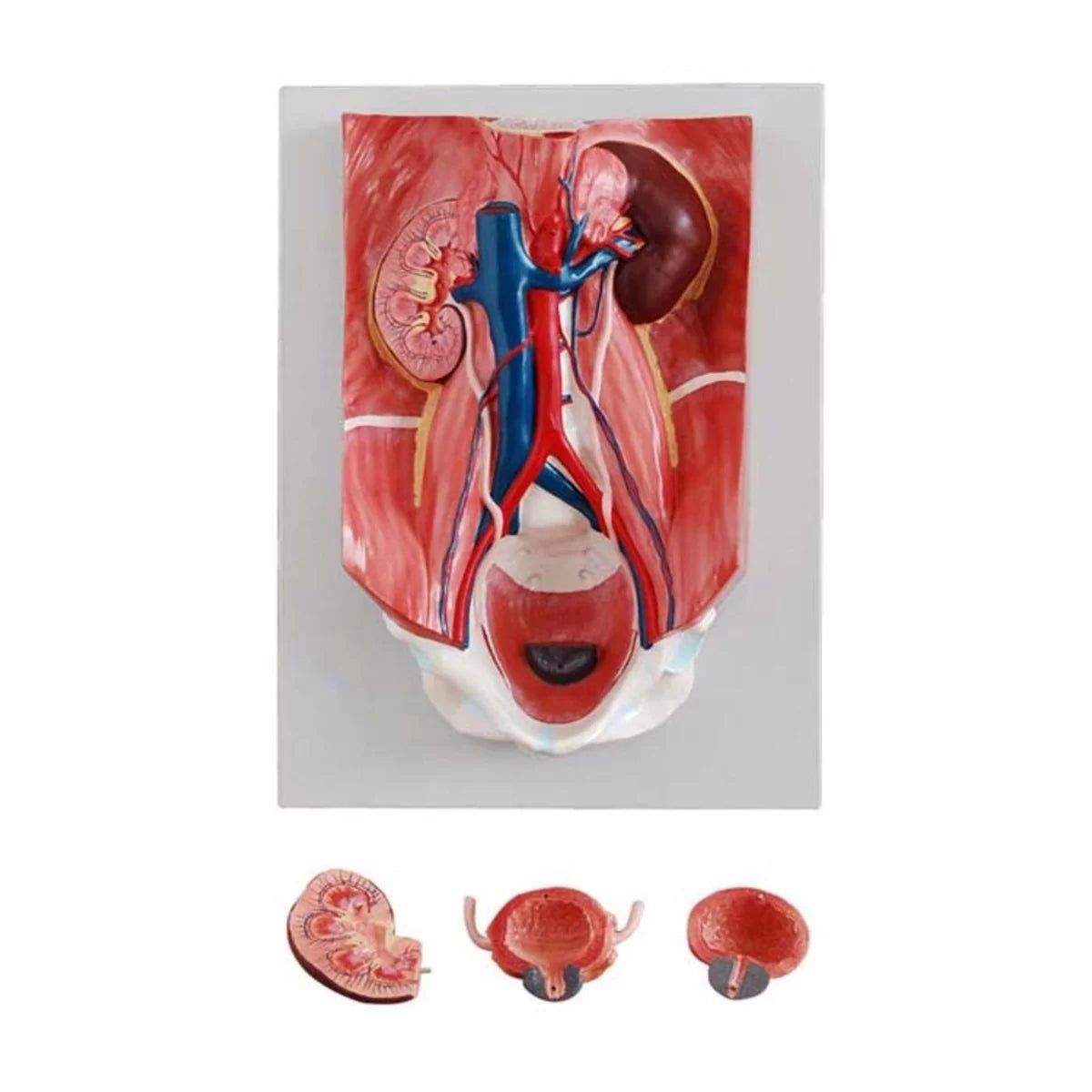 Urinary System Model - HomoSapiens